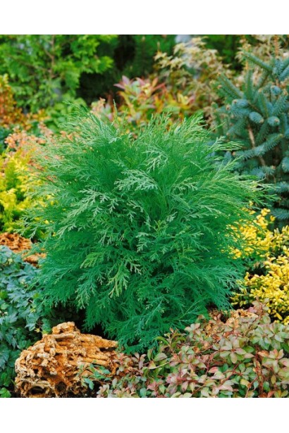 Кипарисовик лавсона Глобоза 